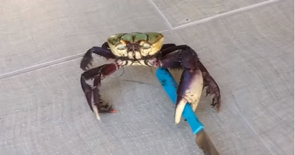 crab